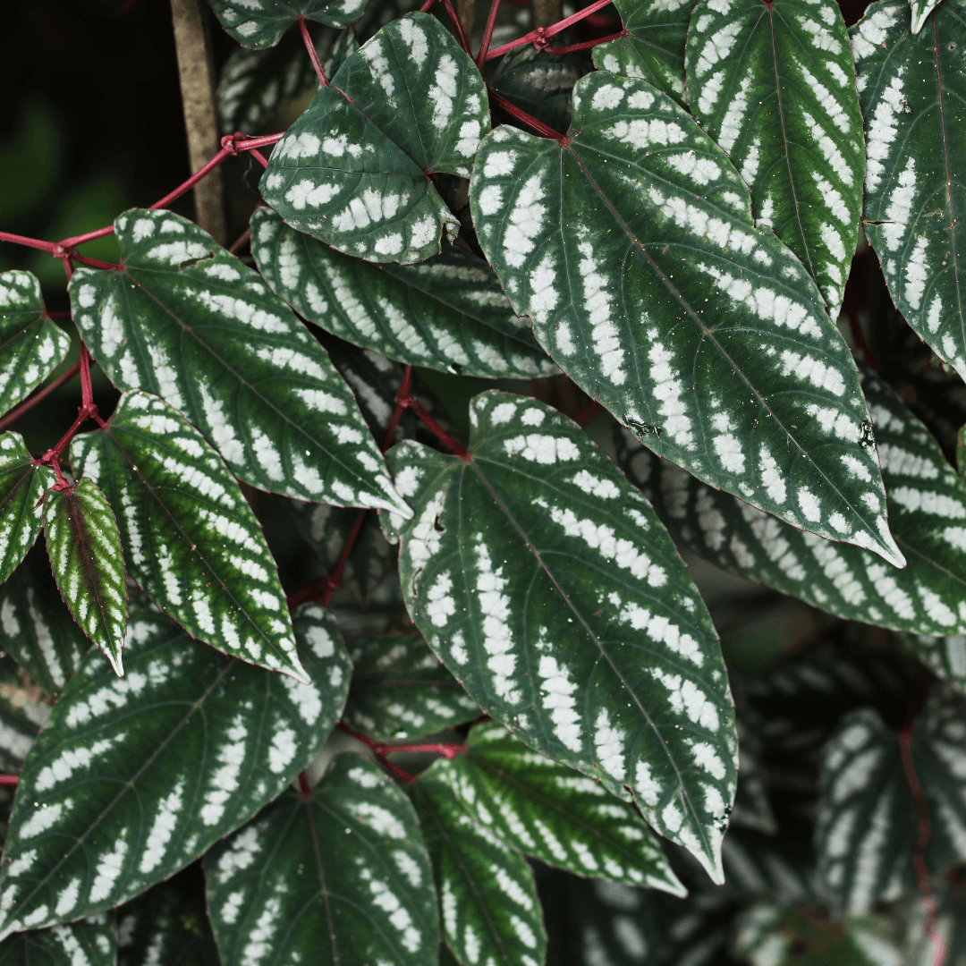 Cissus