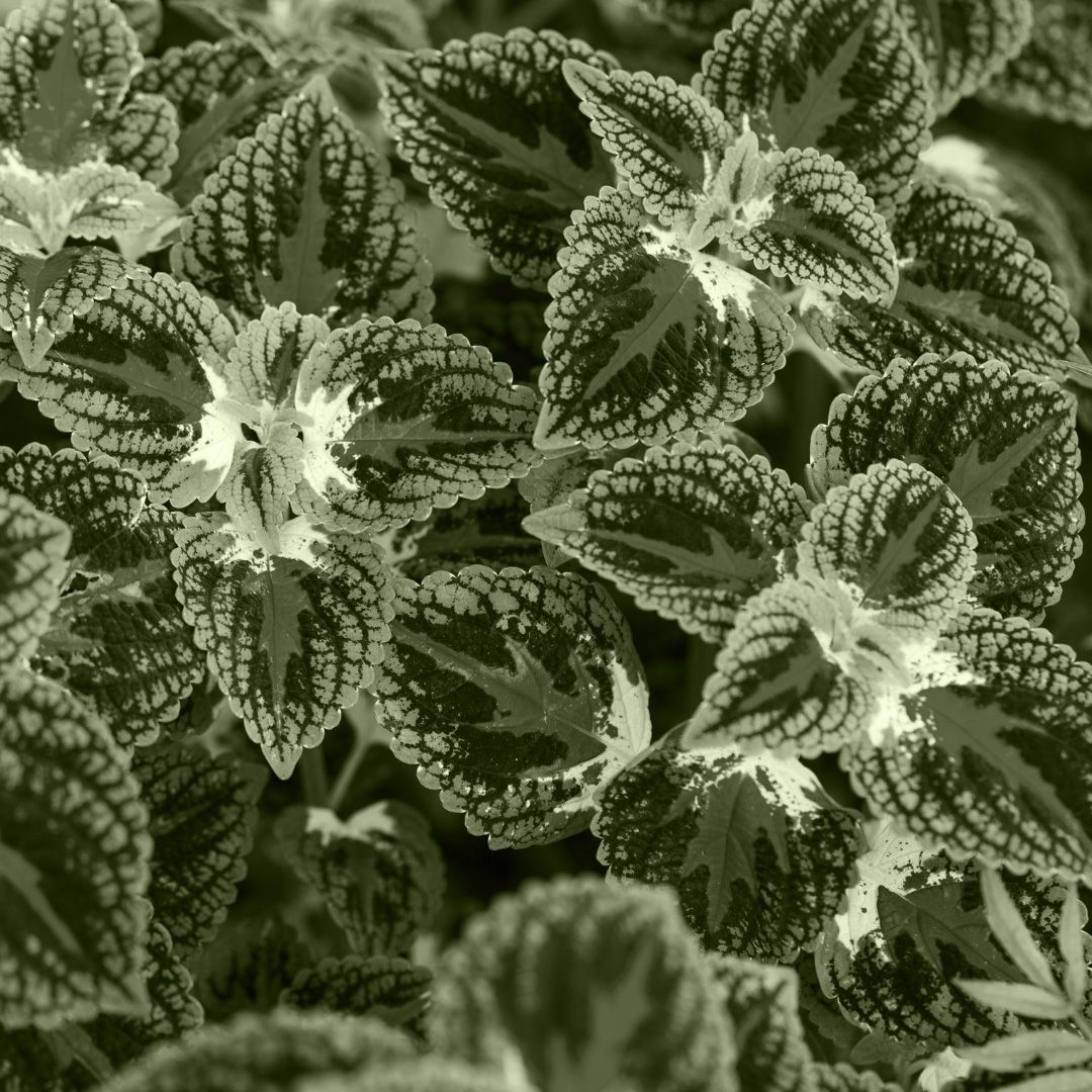 Coleus
