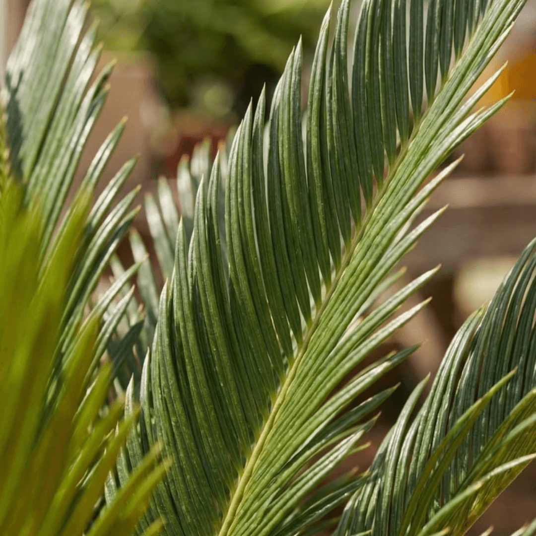 Cycas