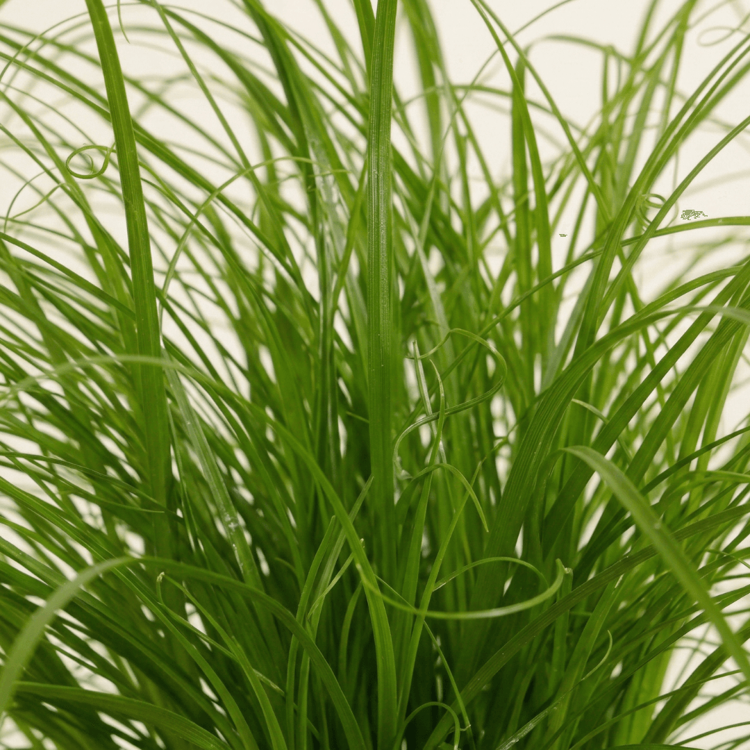 Cyperus