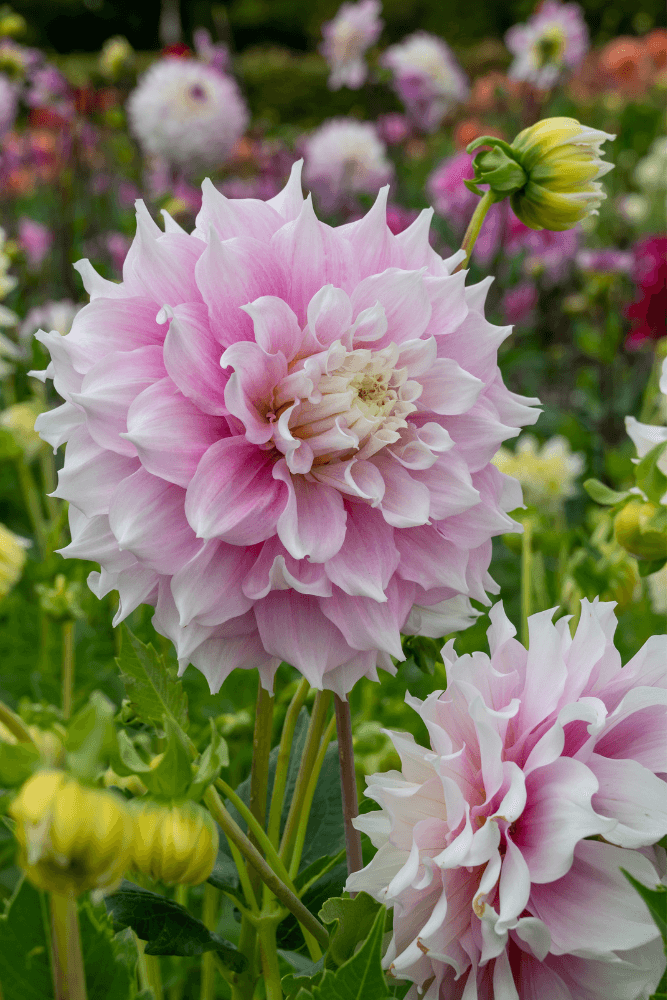Dahlia