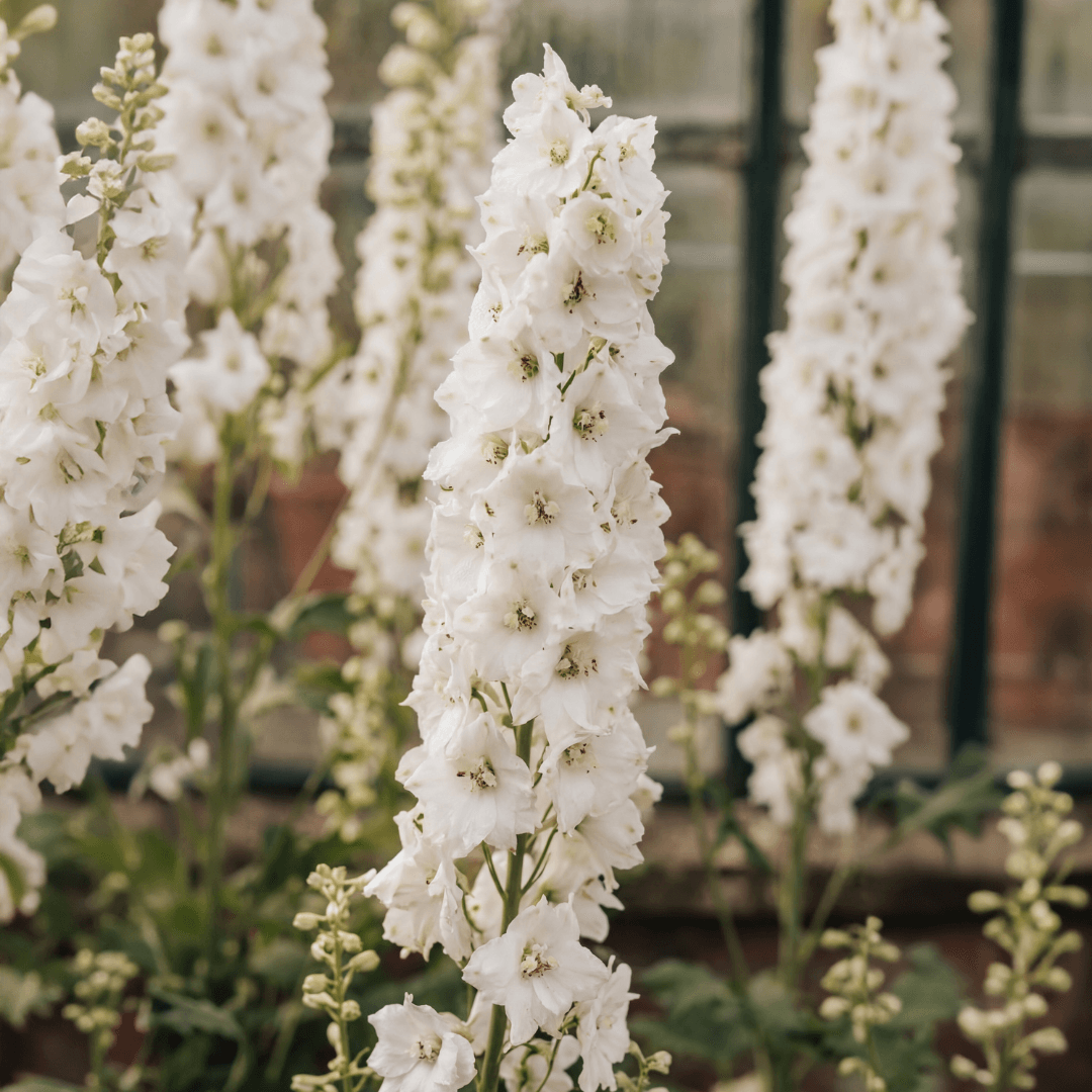 Delphinium