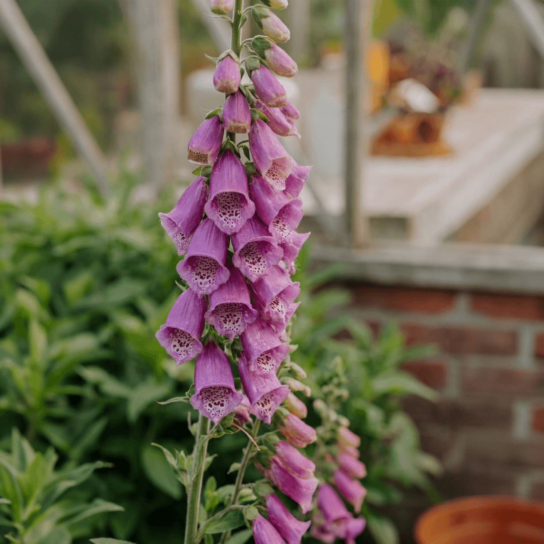 Digitalis