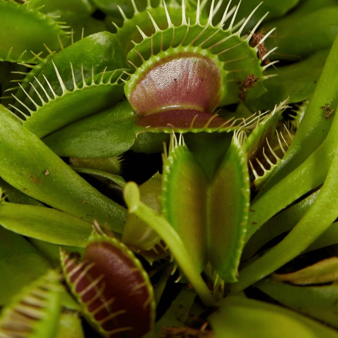 Dionaea
