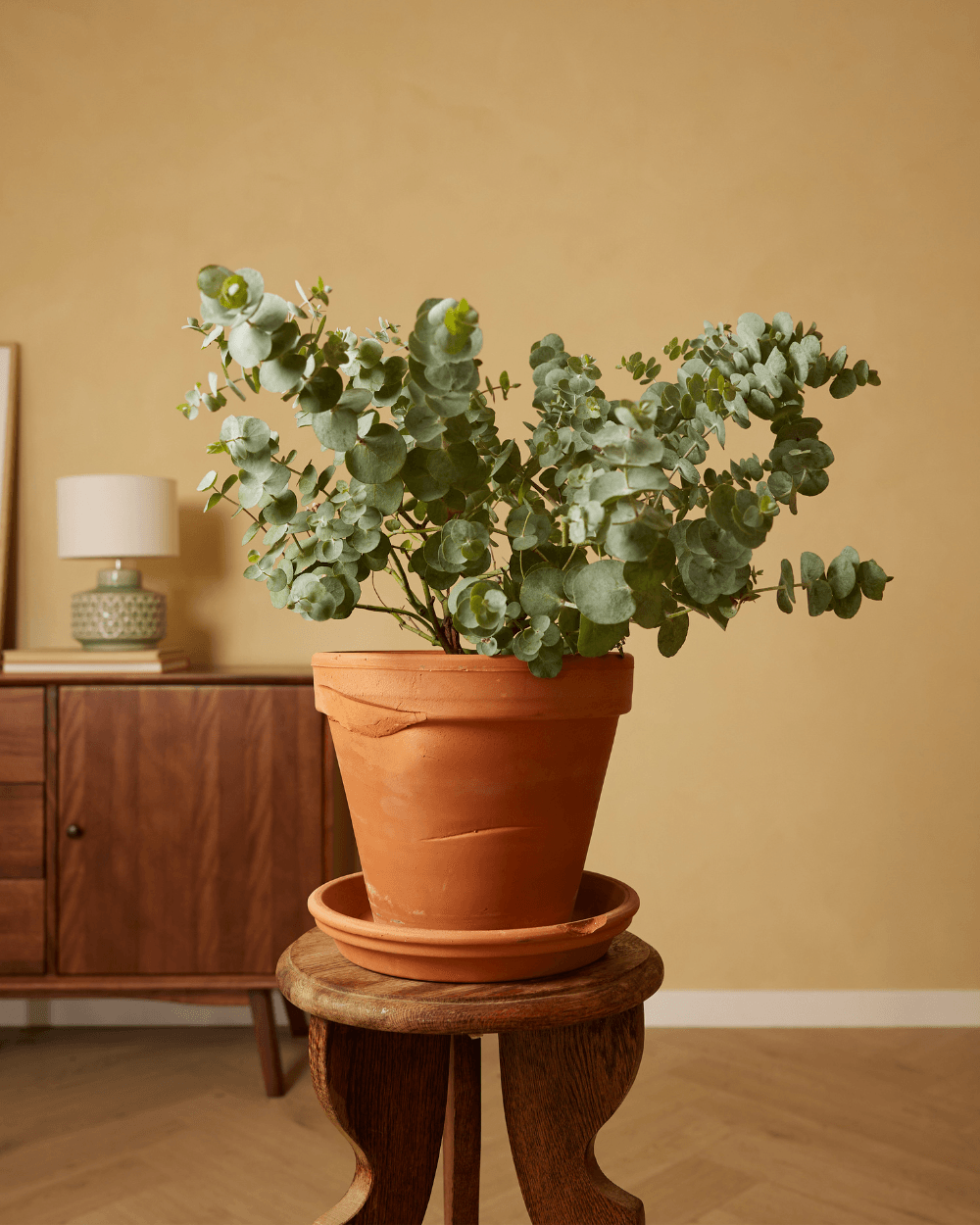 Eucalyptus