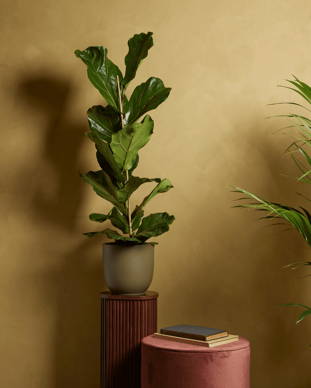Ficus