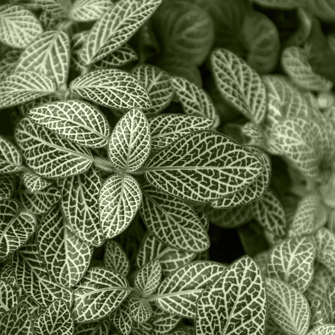 Fittonia
