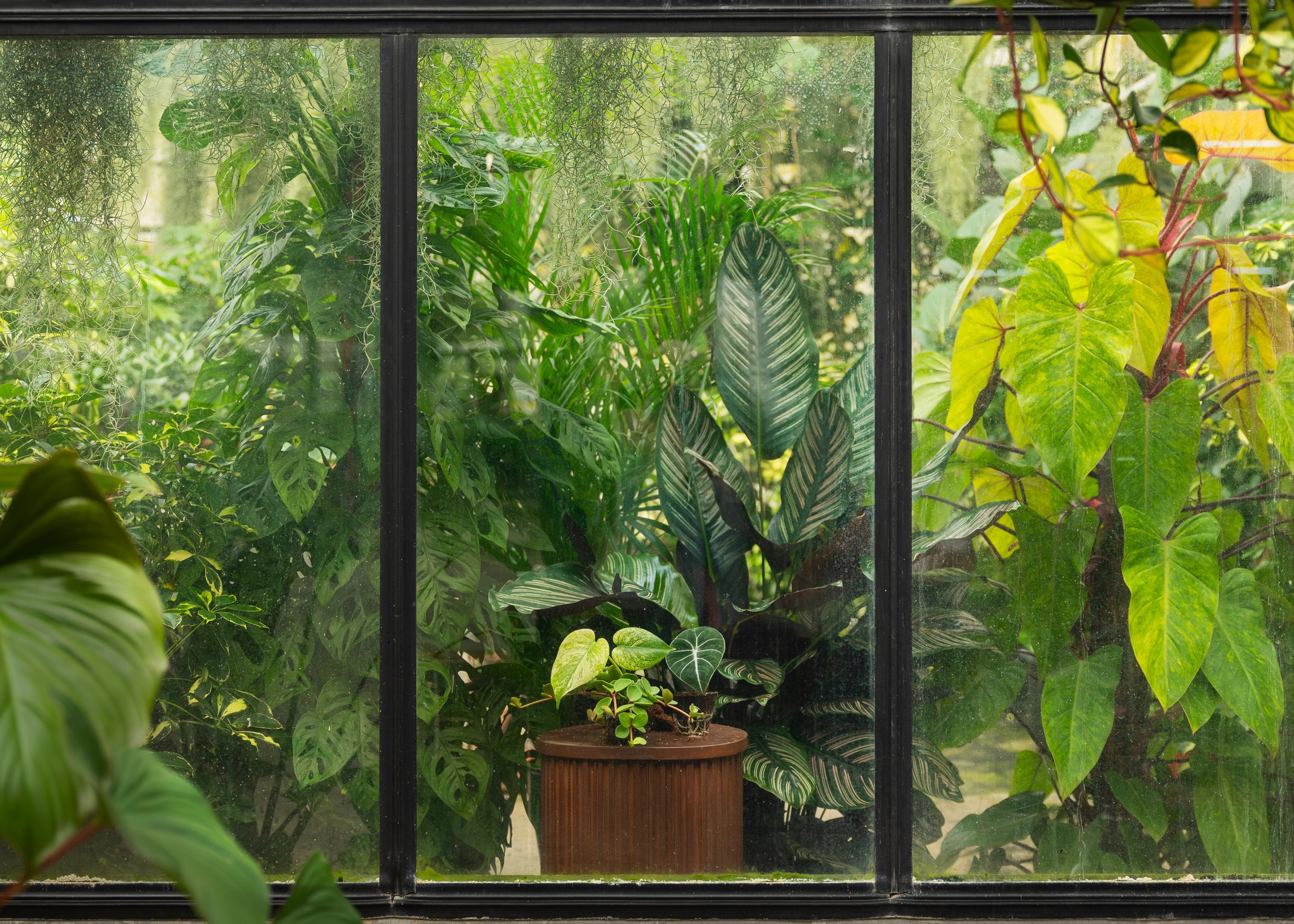 Greenhouse
