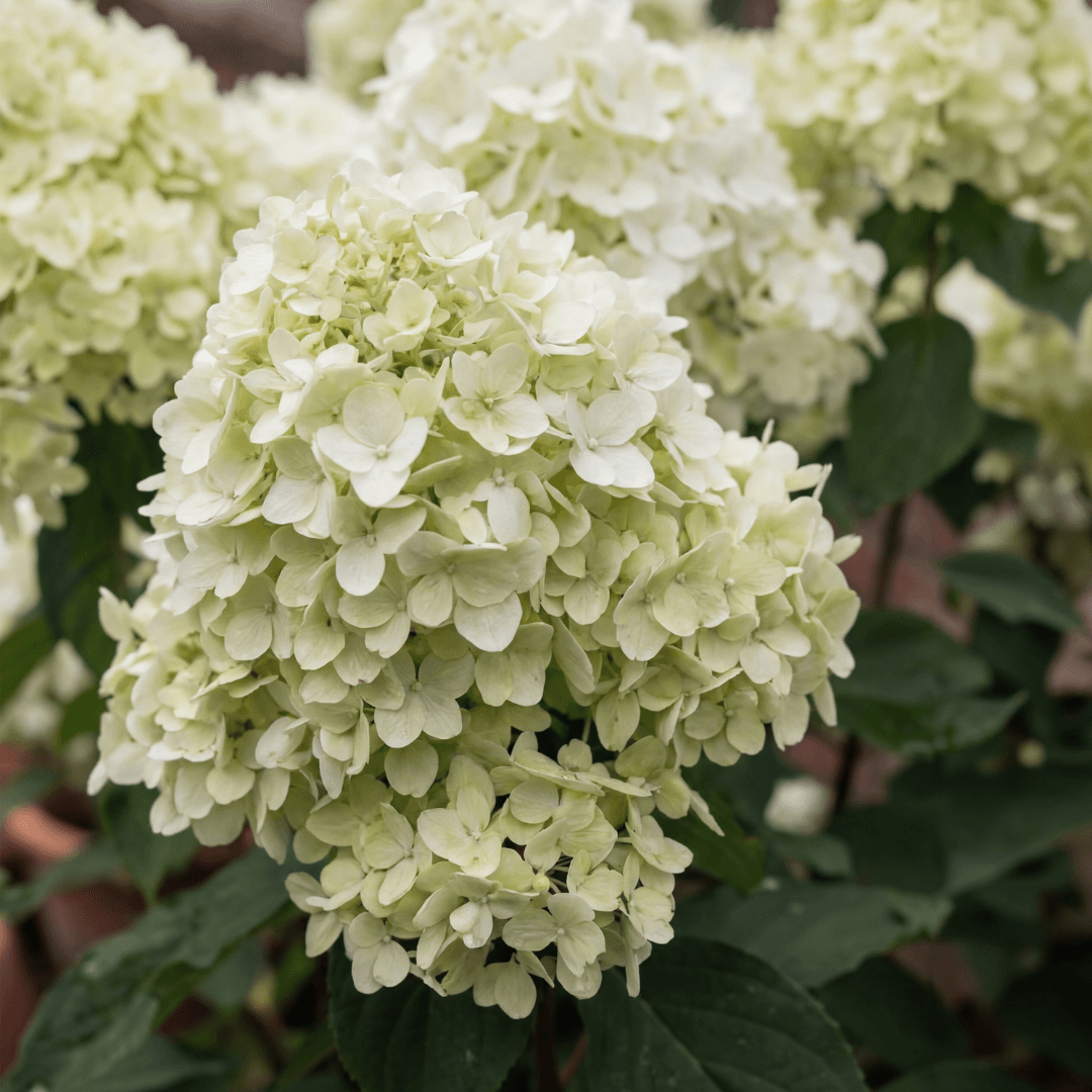 Hydrangea