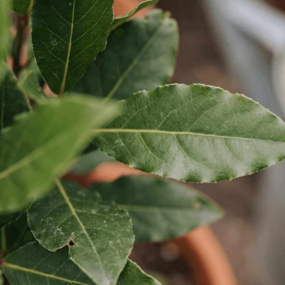 Laurus