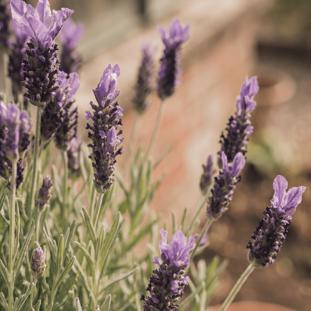 Lavandula