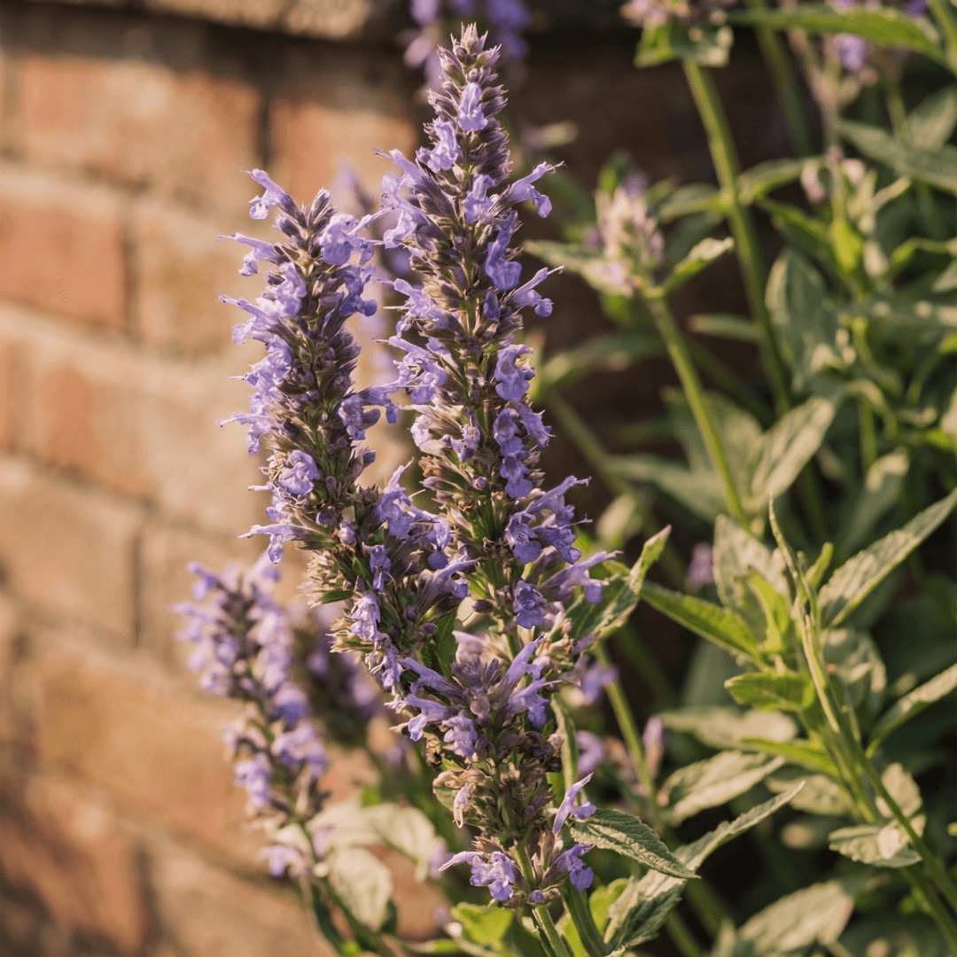 Nepeta