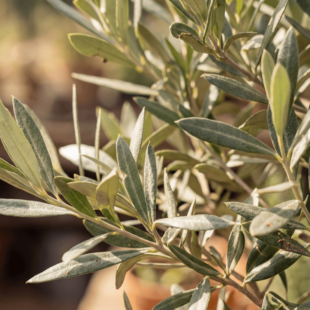 Olea
