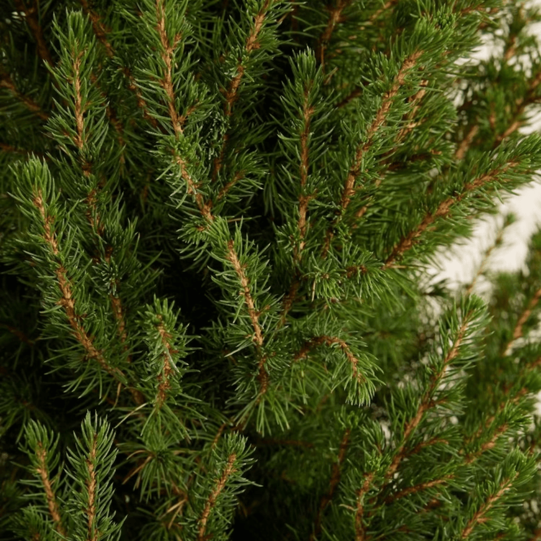 Picea