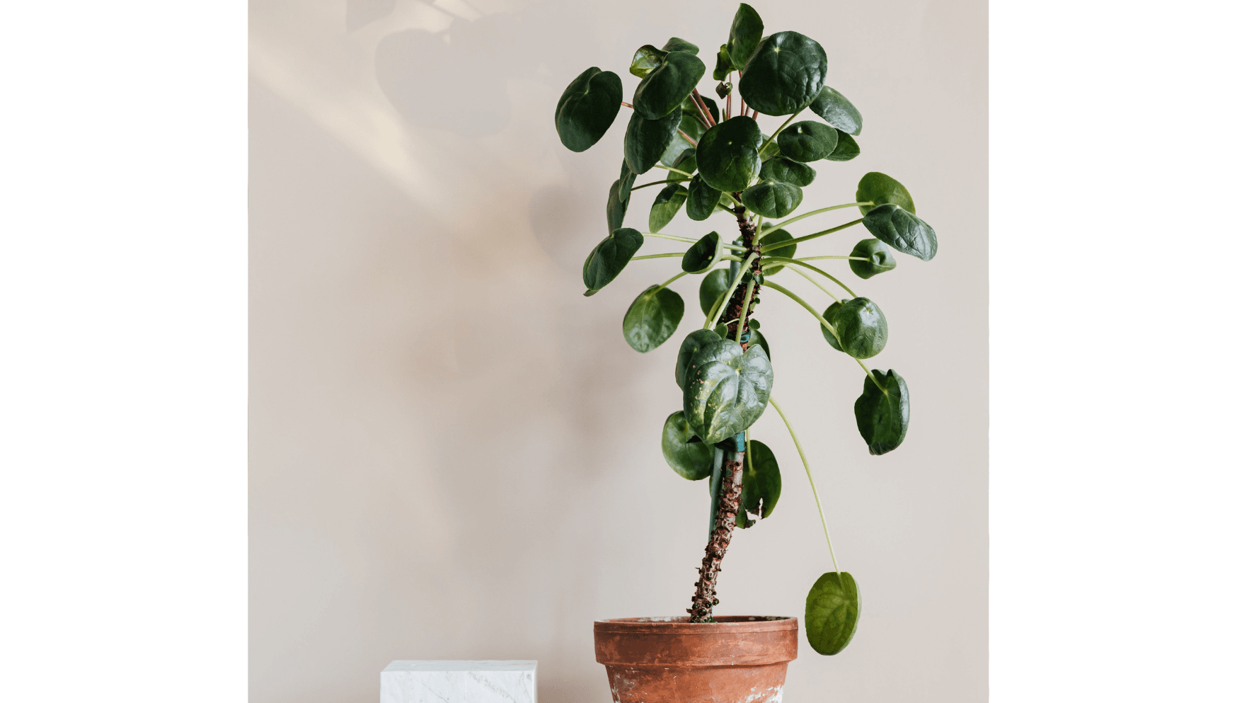 Plant with beauty mark