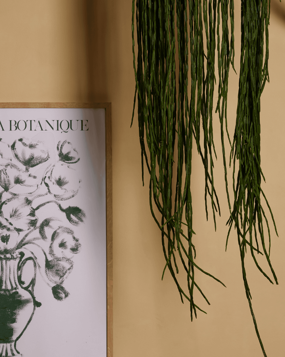 Rhipsalis