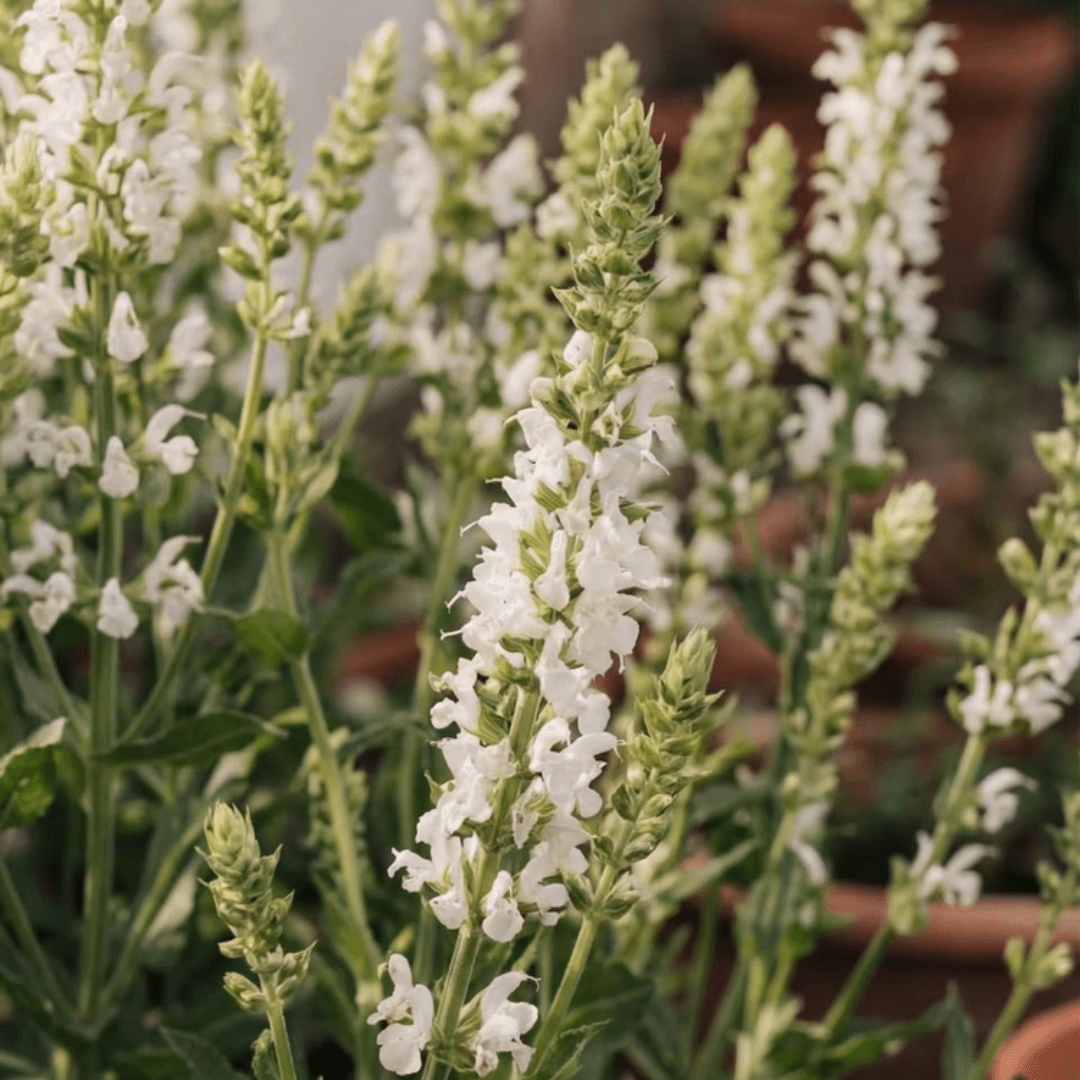 Salvia