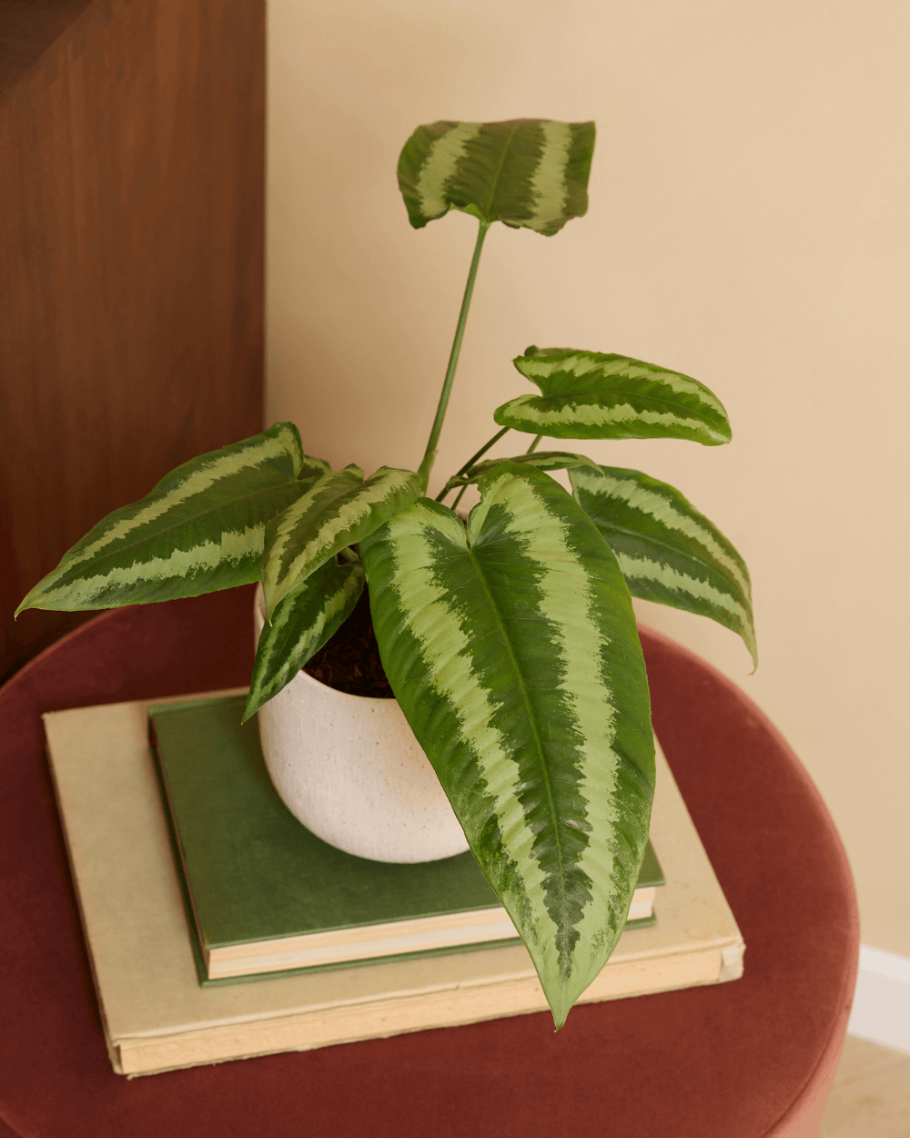 Schismatoglottis