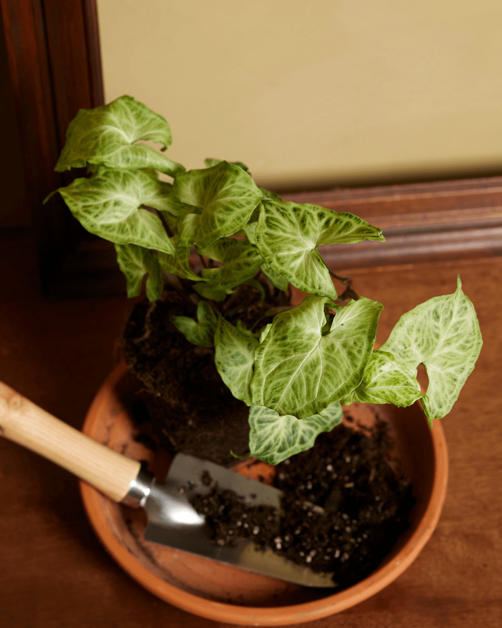 Syngonium
