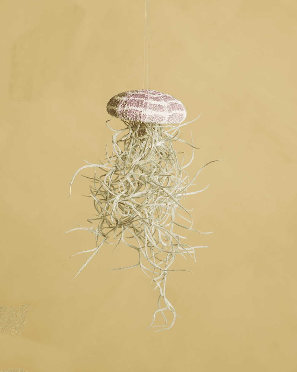 Tillandsia