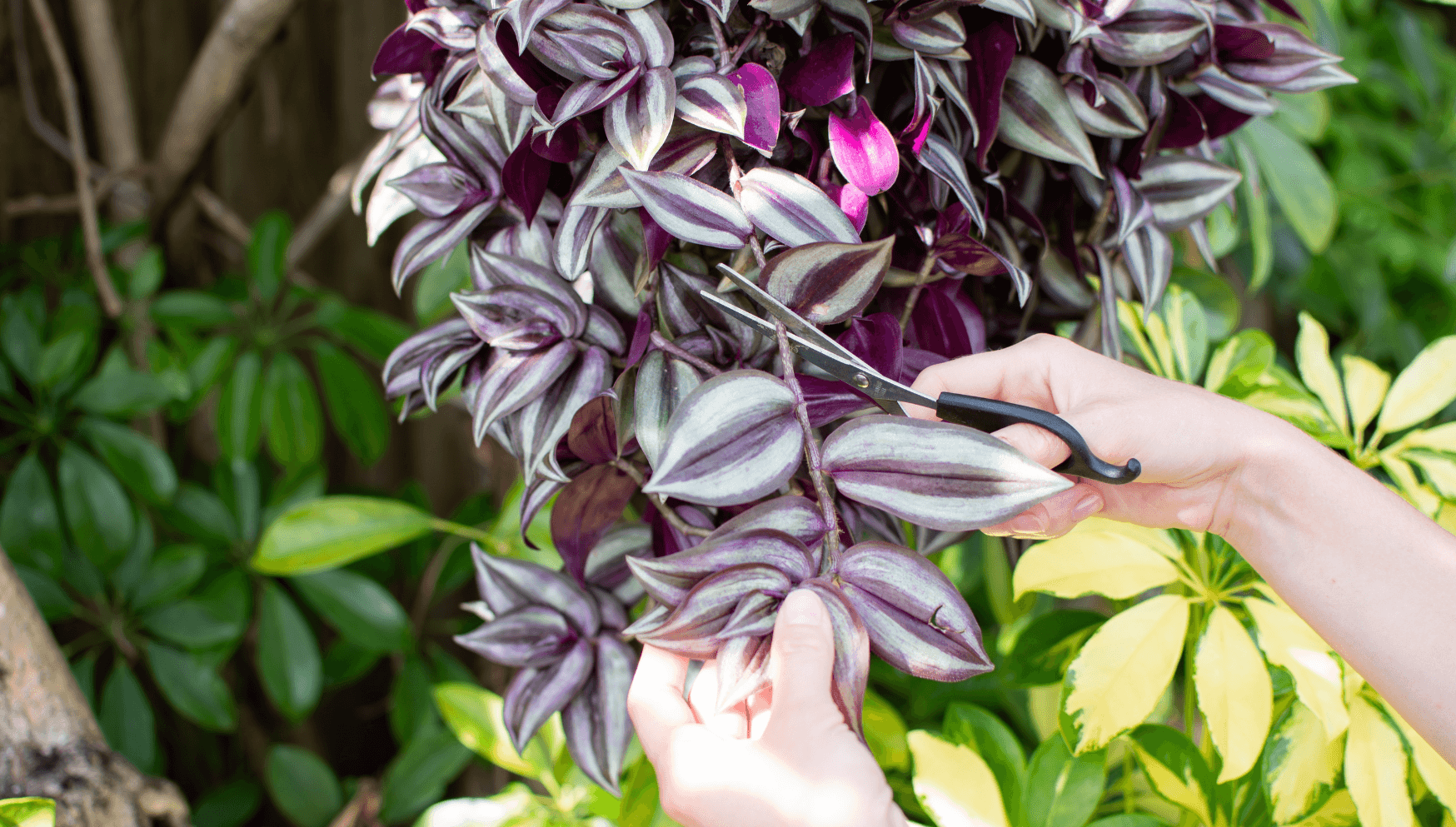 Tradescantia cutting