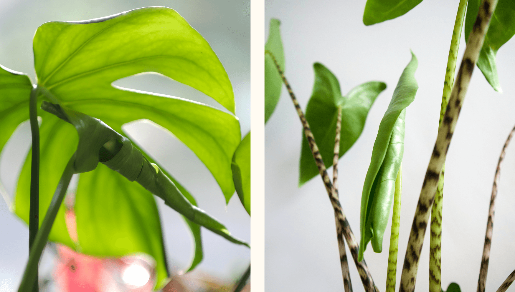 Unfurling leaves 2