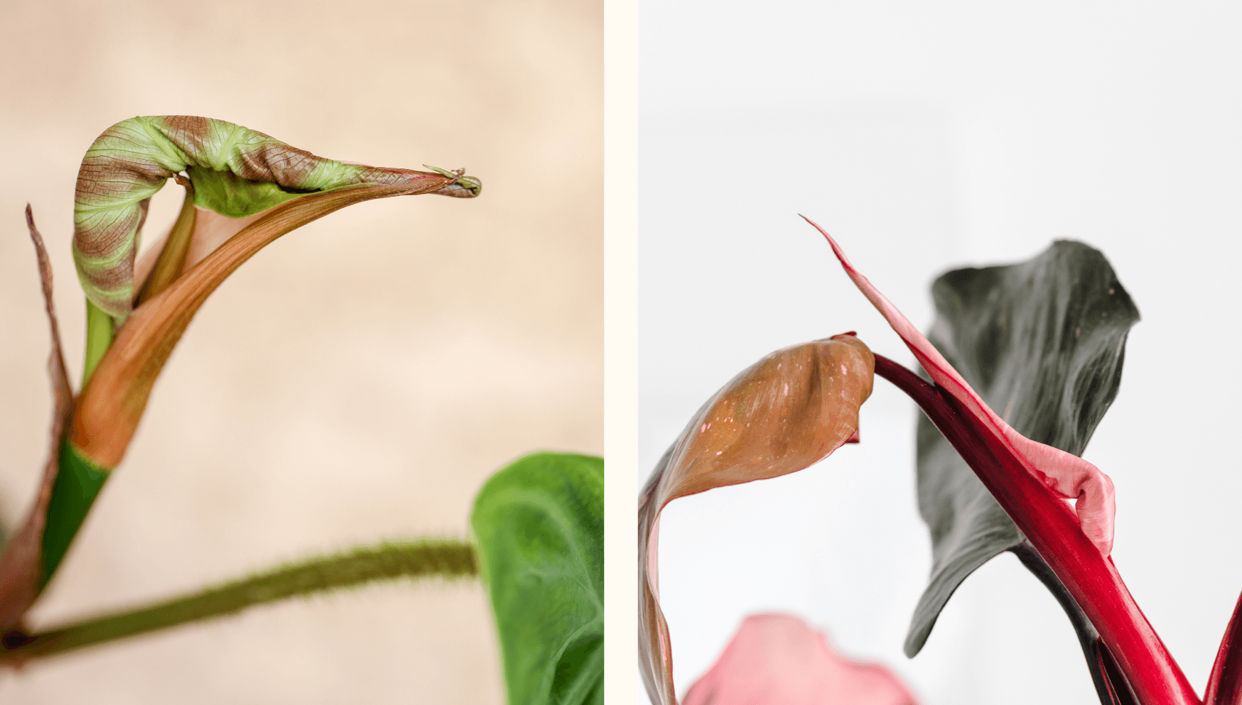 Unfurling leaves 3