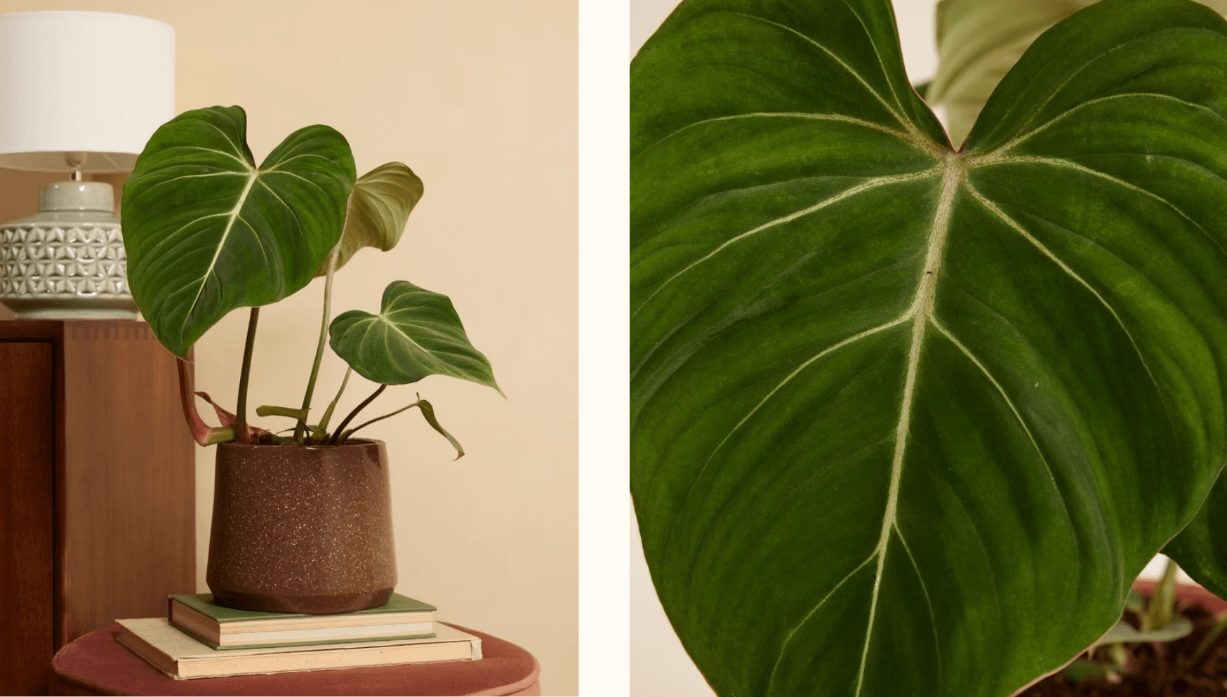 Valentine blog -Gloriosum