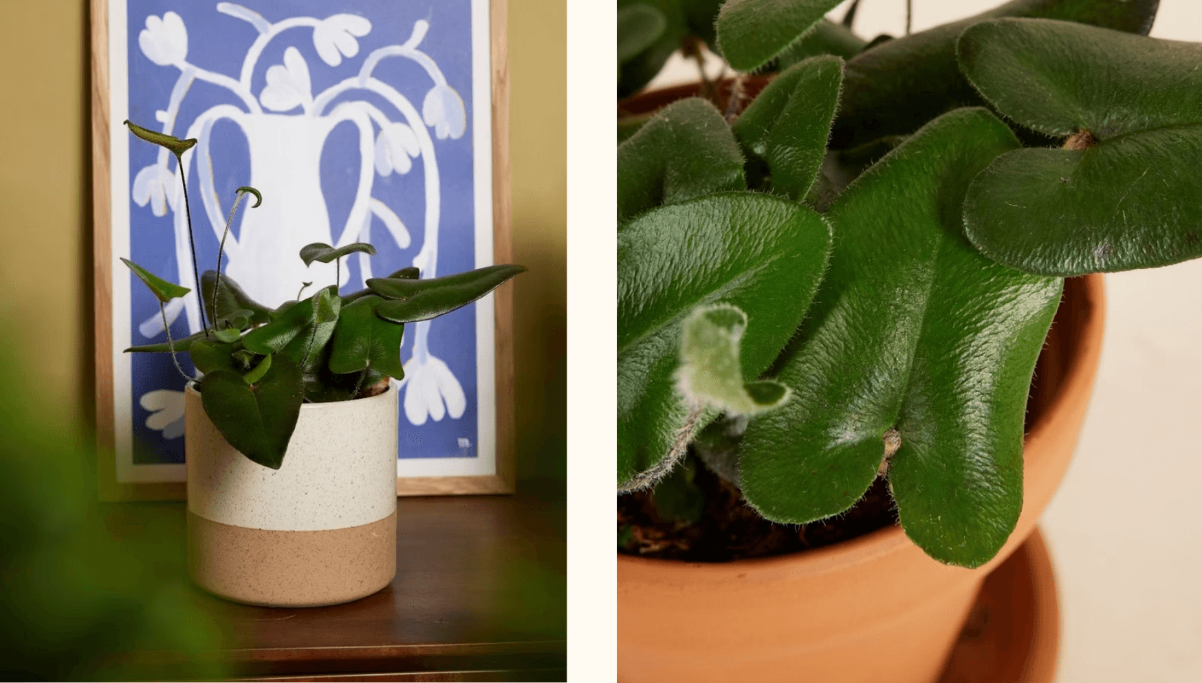 Valentine blog -Heart fern