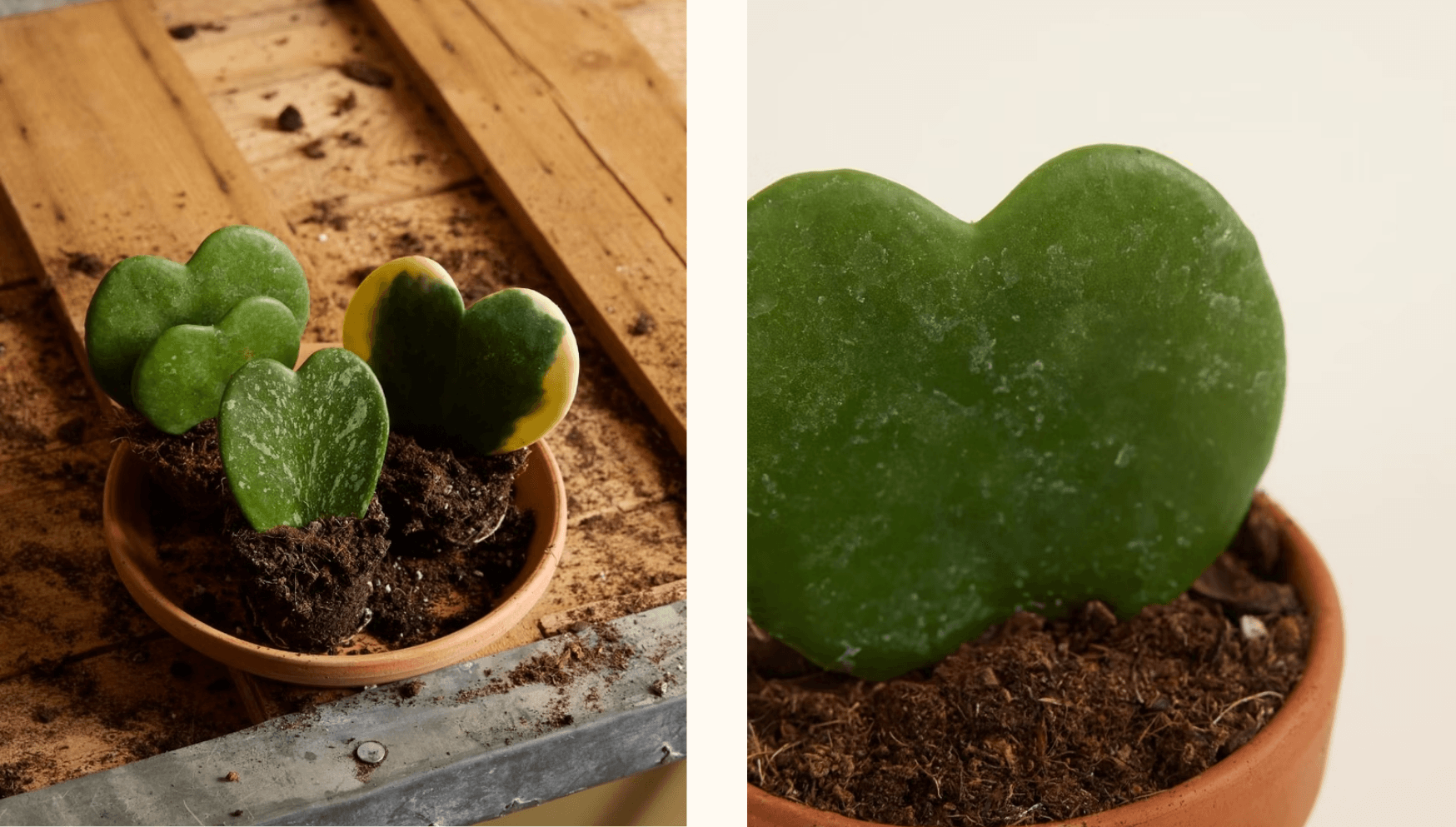 Valentine blog -Hoya kerrii