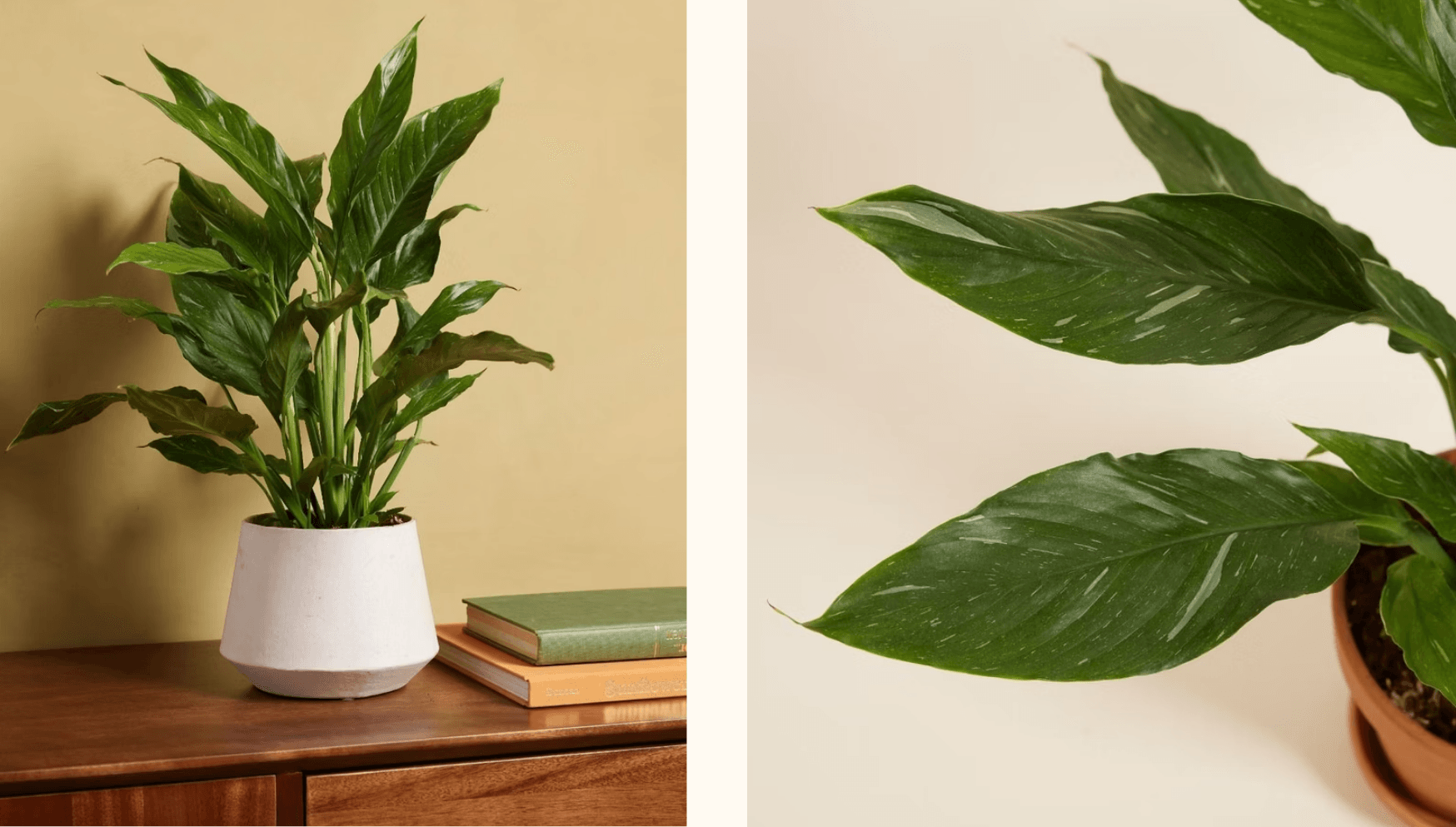 Valentine blog -Spathiphyllum