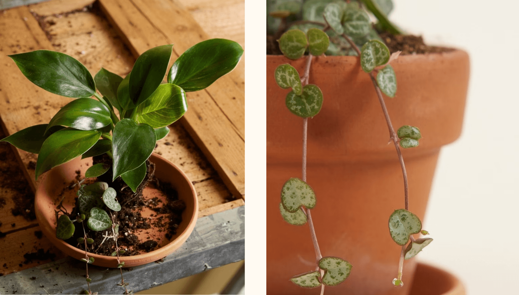Valentine blog -String of hearts