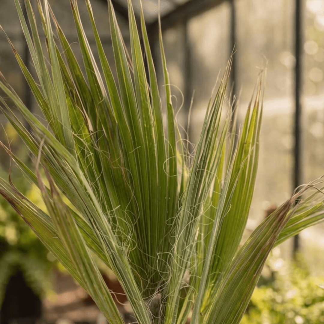 Washingtonia
