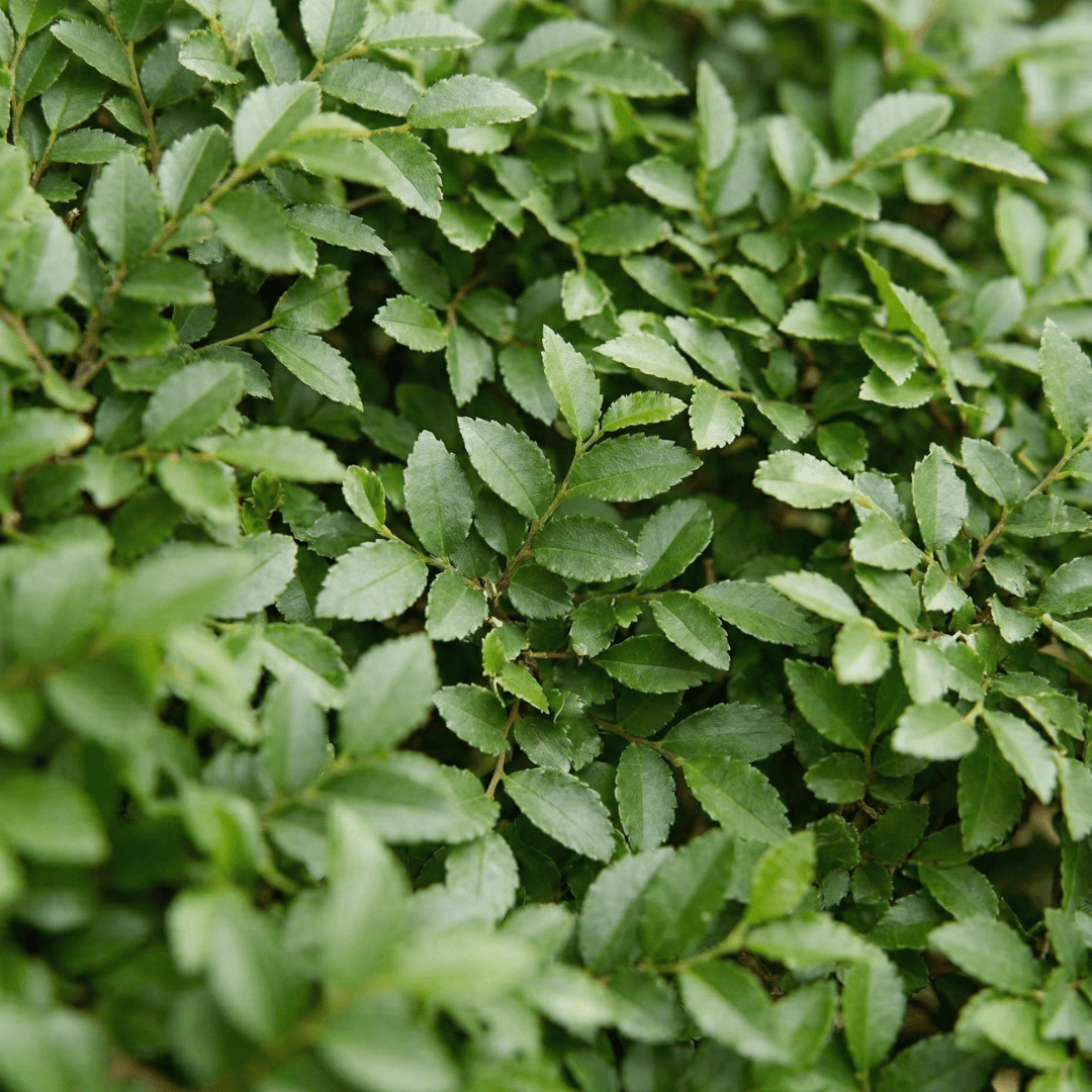 Zelkova