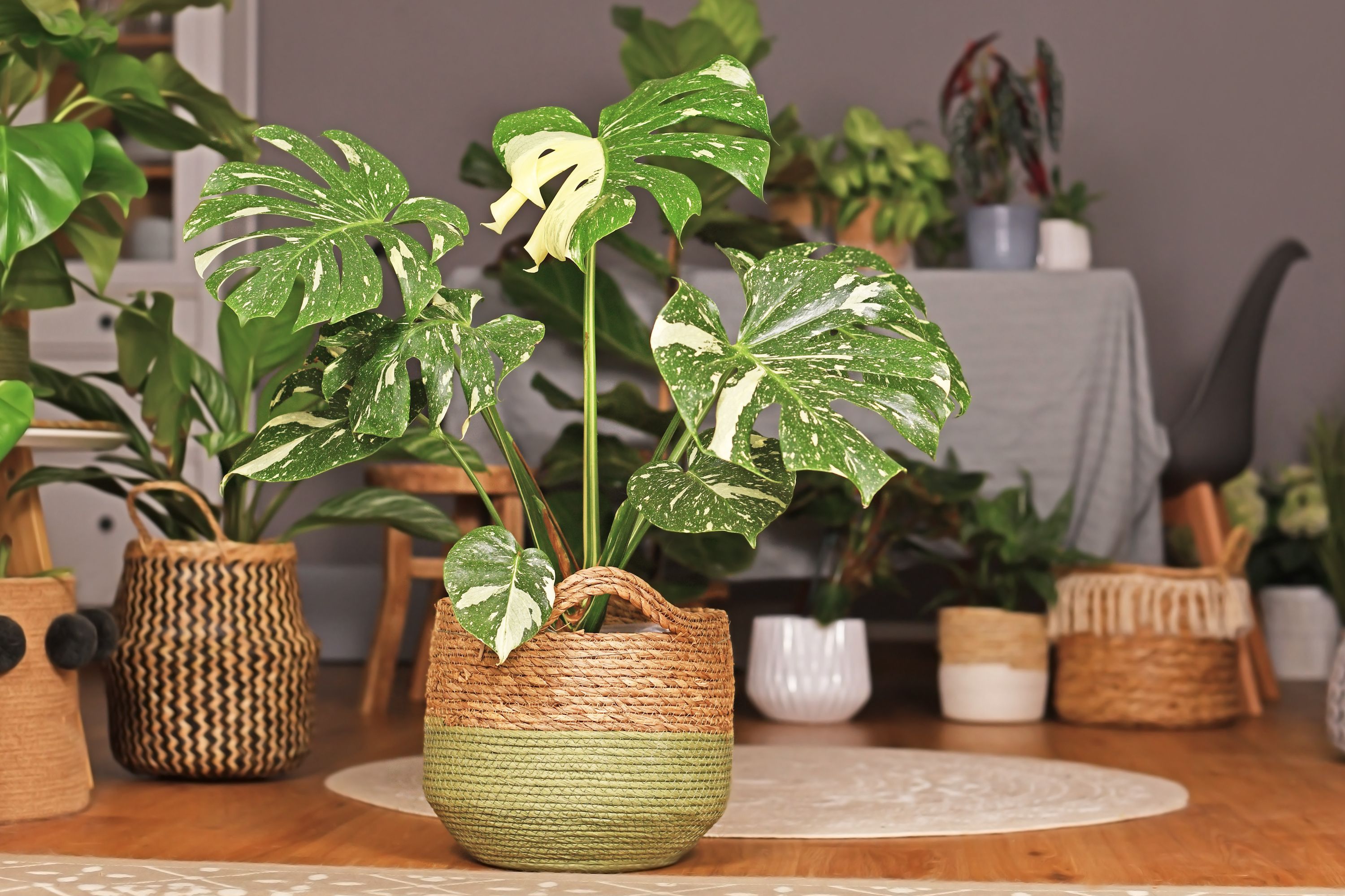monstera thai constellation banner