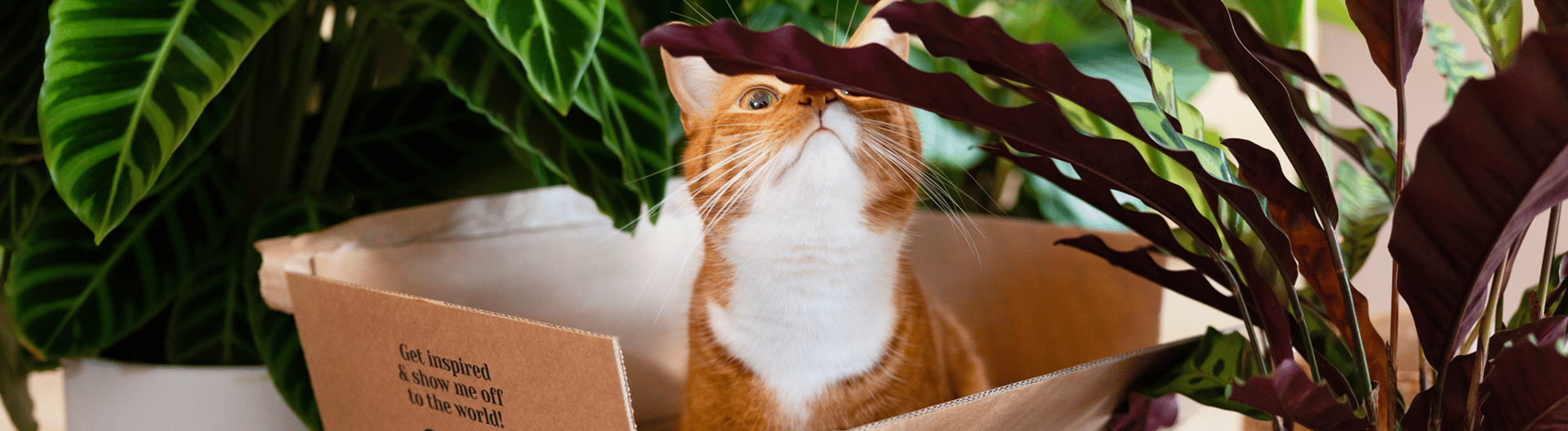 Cat with plants