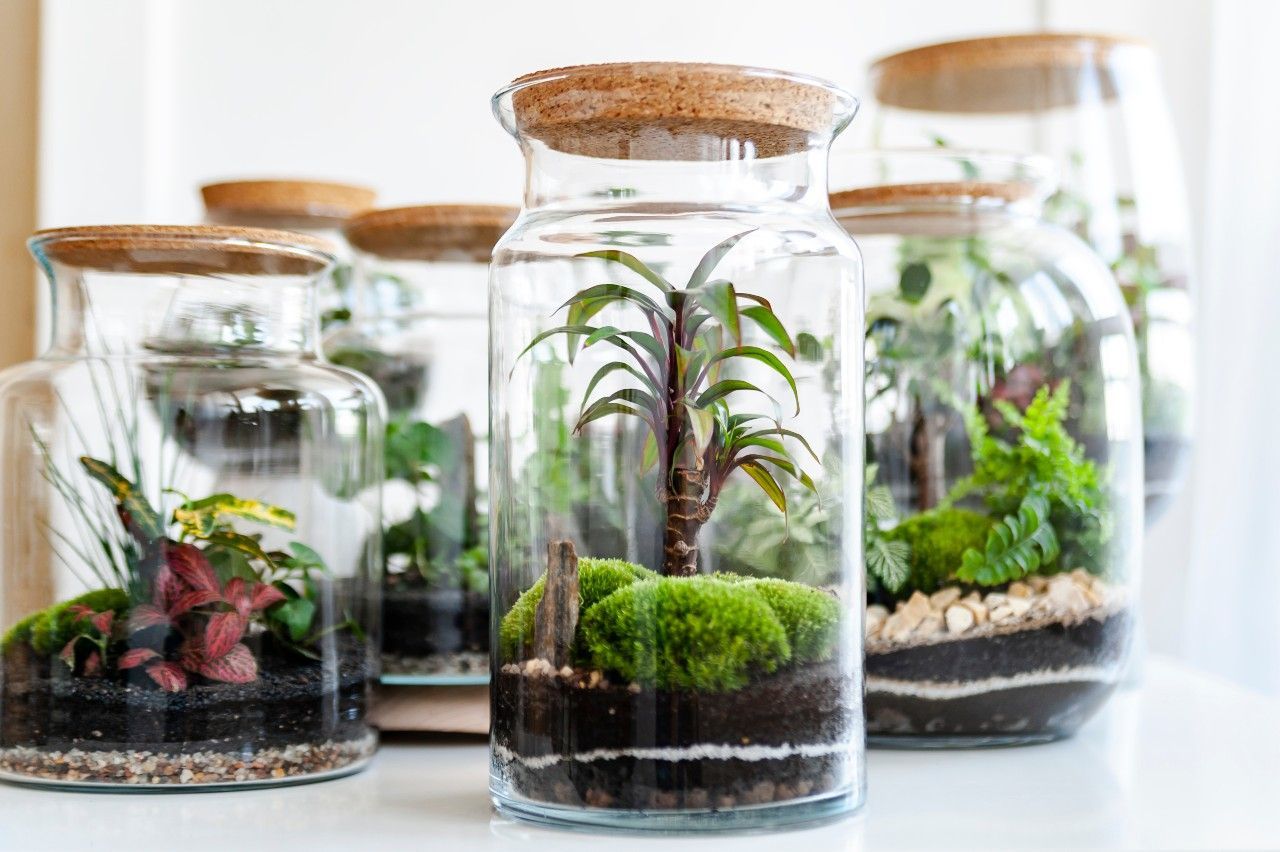Terrarium-overzicht-1.jpg