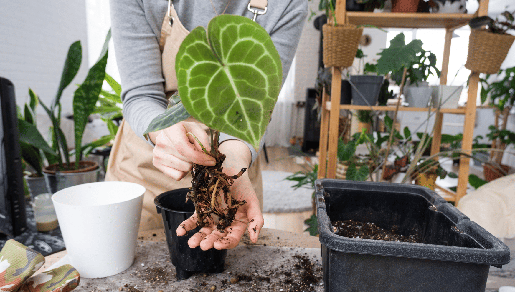 Anthurium repotting