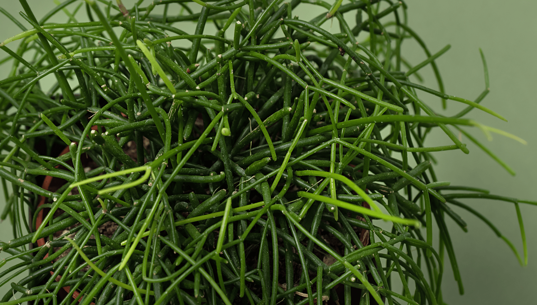 Rhipsalis leaves