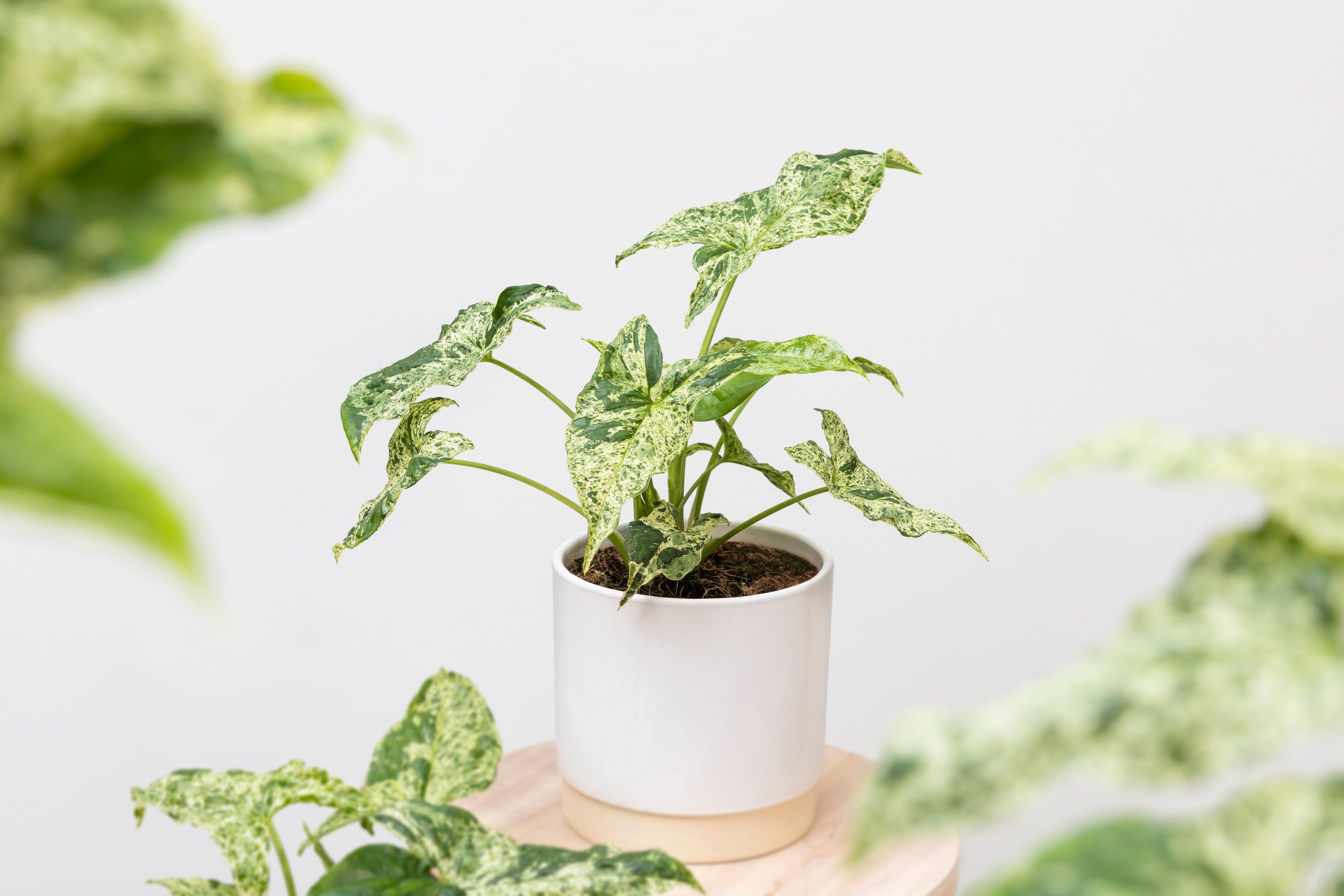 Syngonium Motted 2 (2)