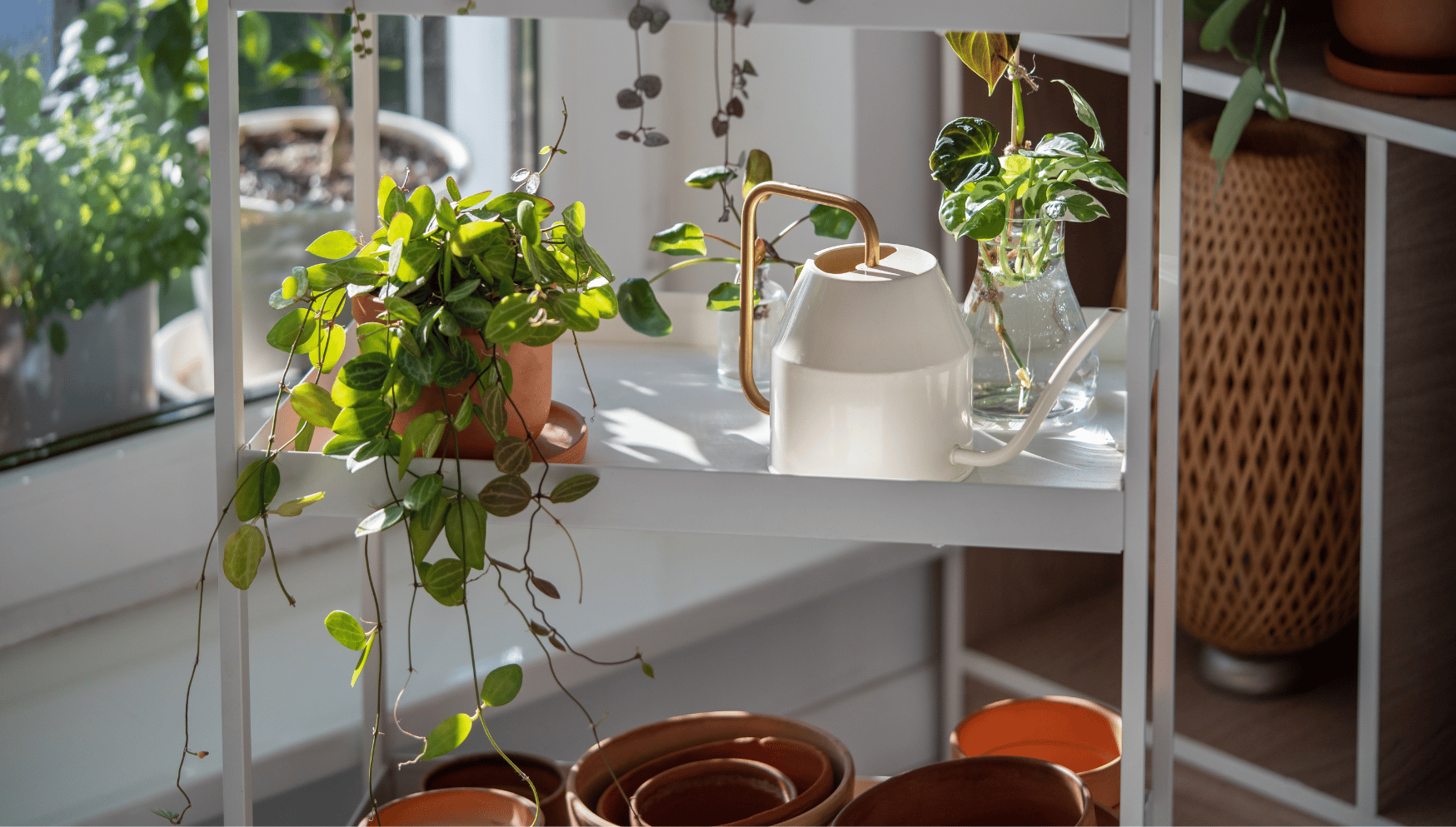 Dischidia houseplant