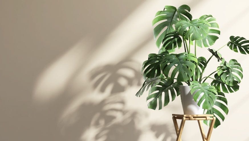 monstera