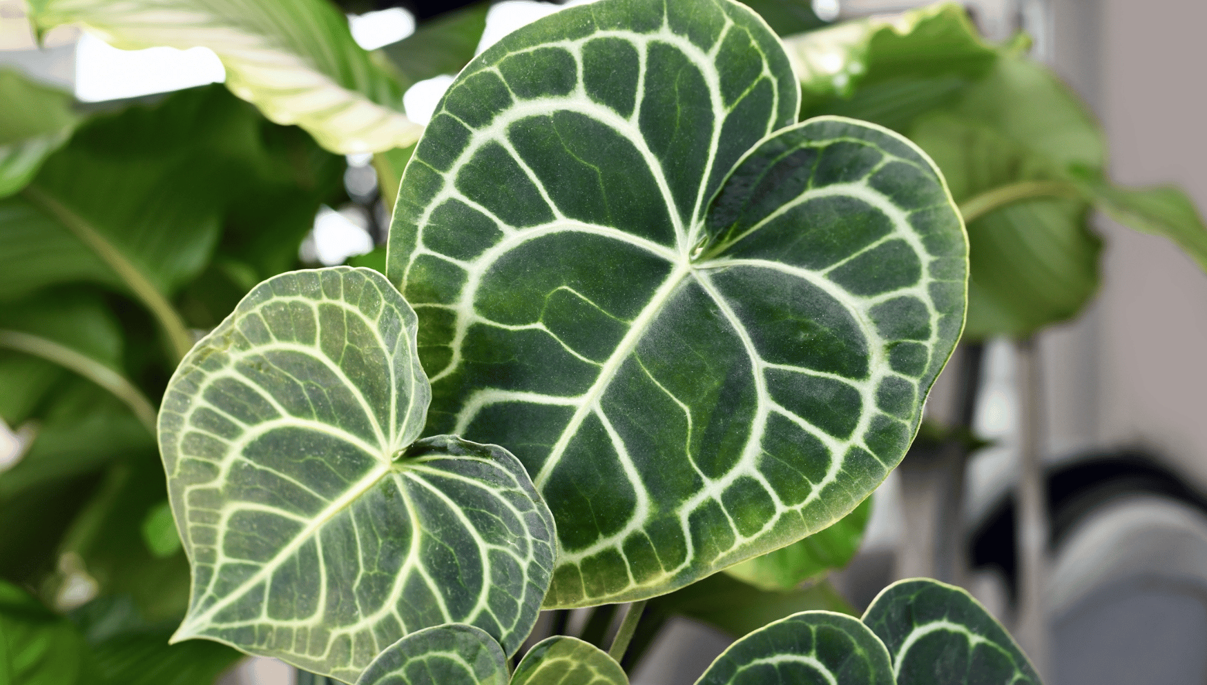 Anthurium