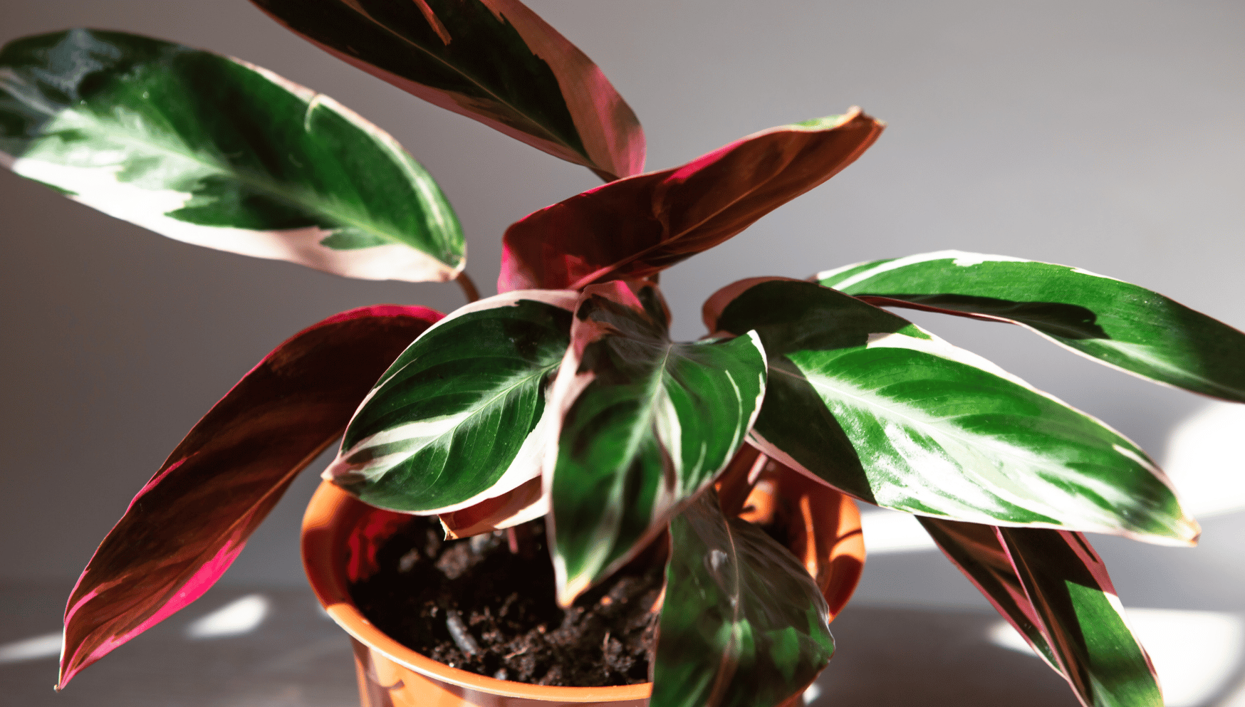 Stromanthe houseplant