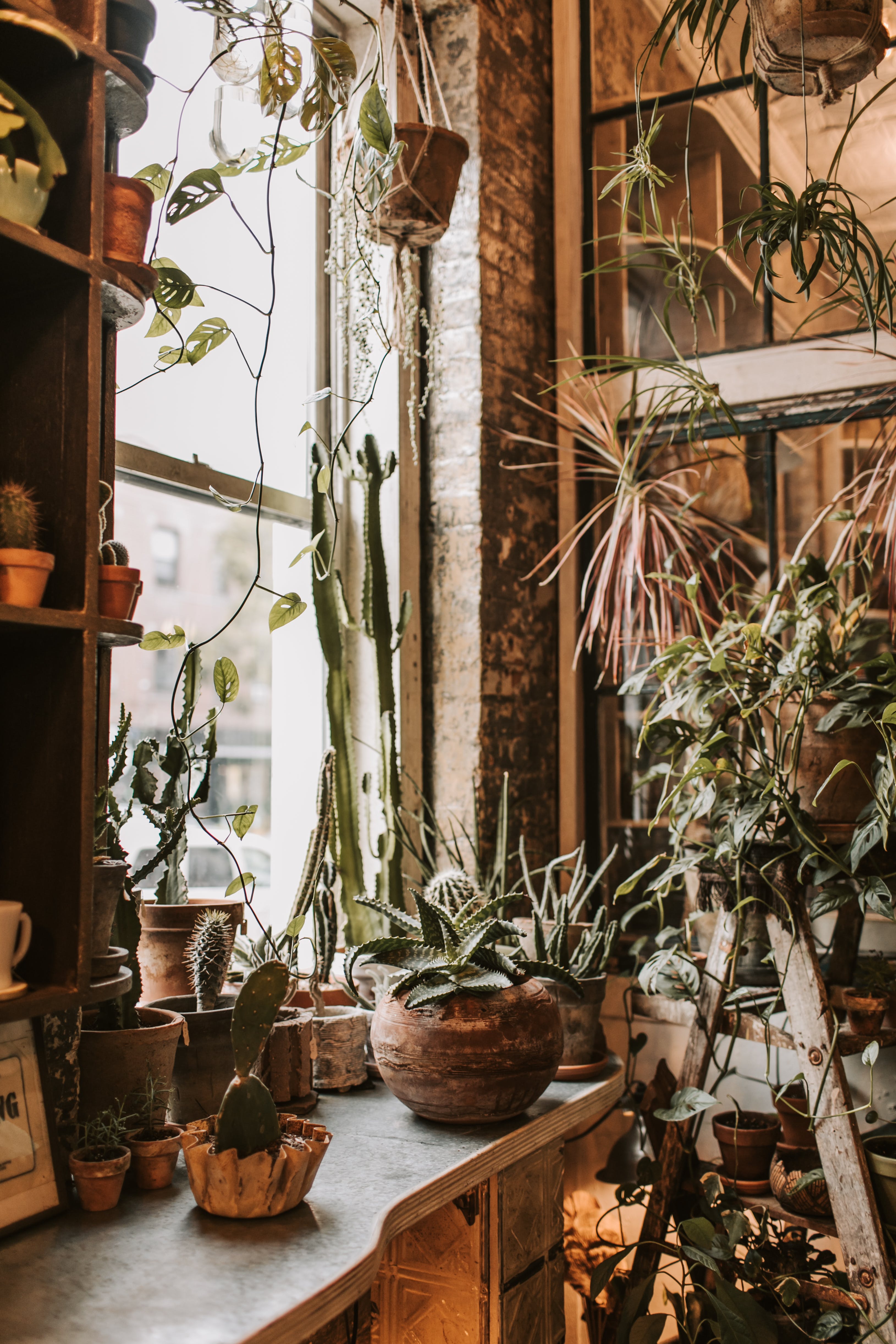 Houseplants