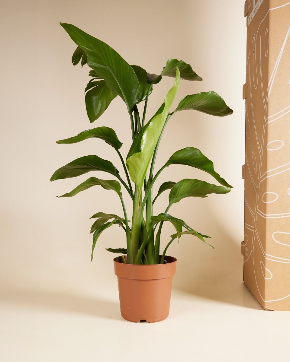 Sustainability box XXL Product set