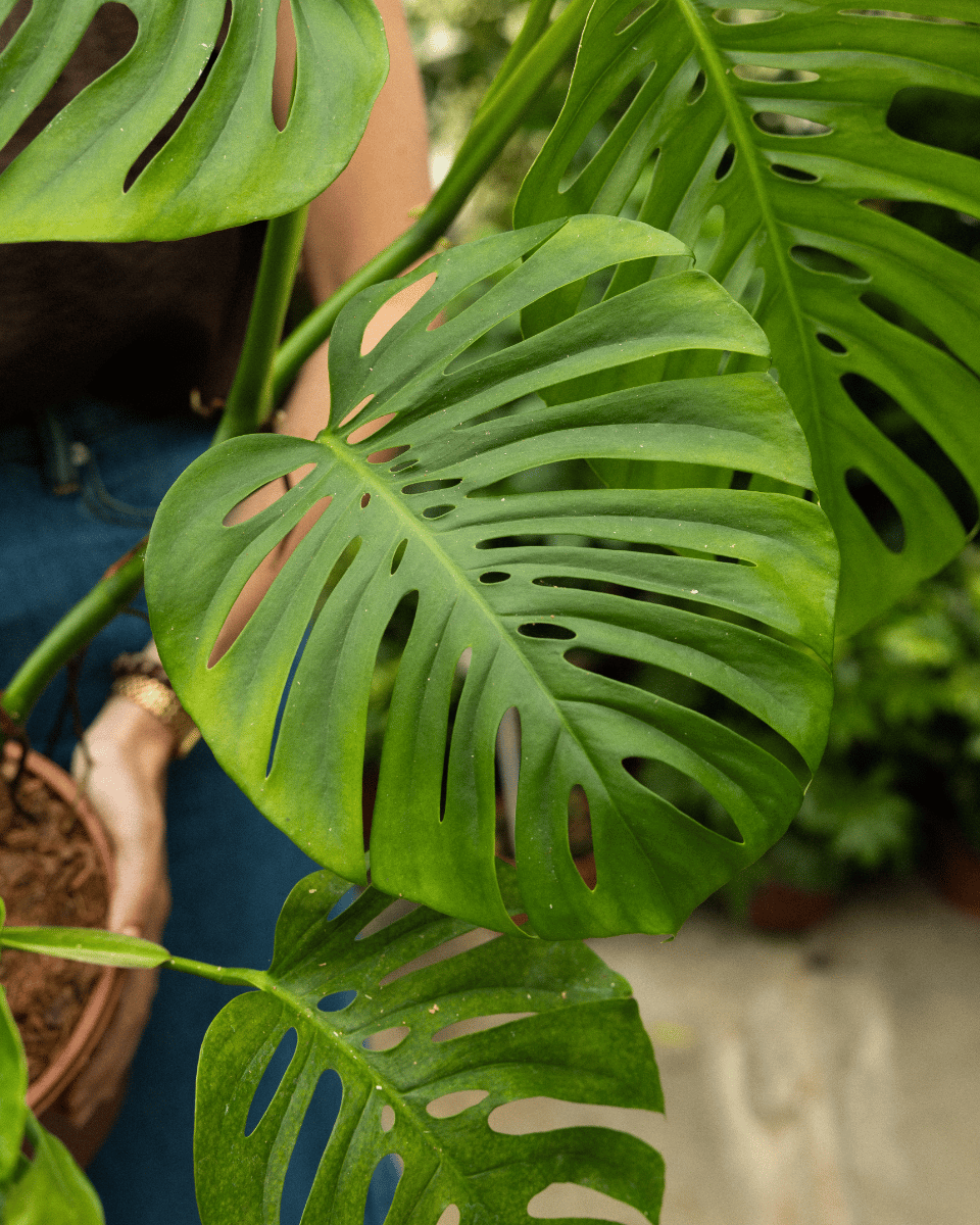 Odd Spot Plants x PLNTS Monstera Aussie Dream