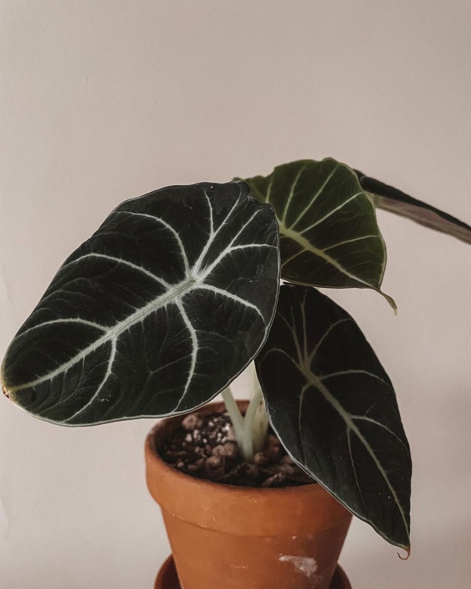 Baby Alocasia Elefantenohr Black Velvet