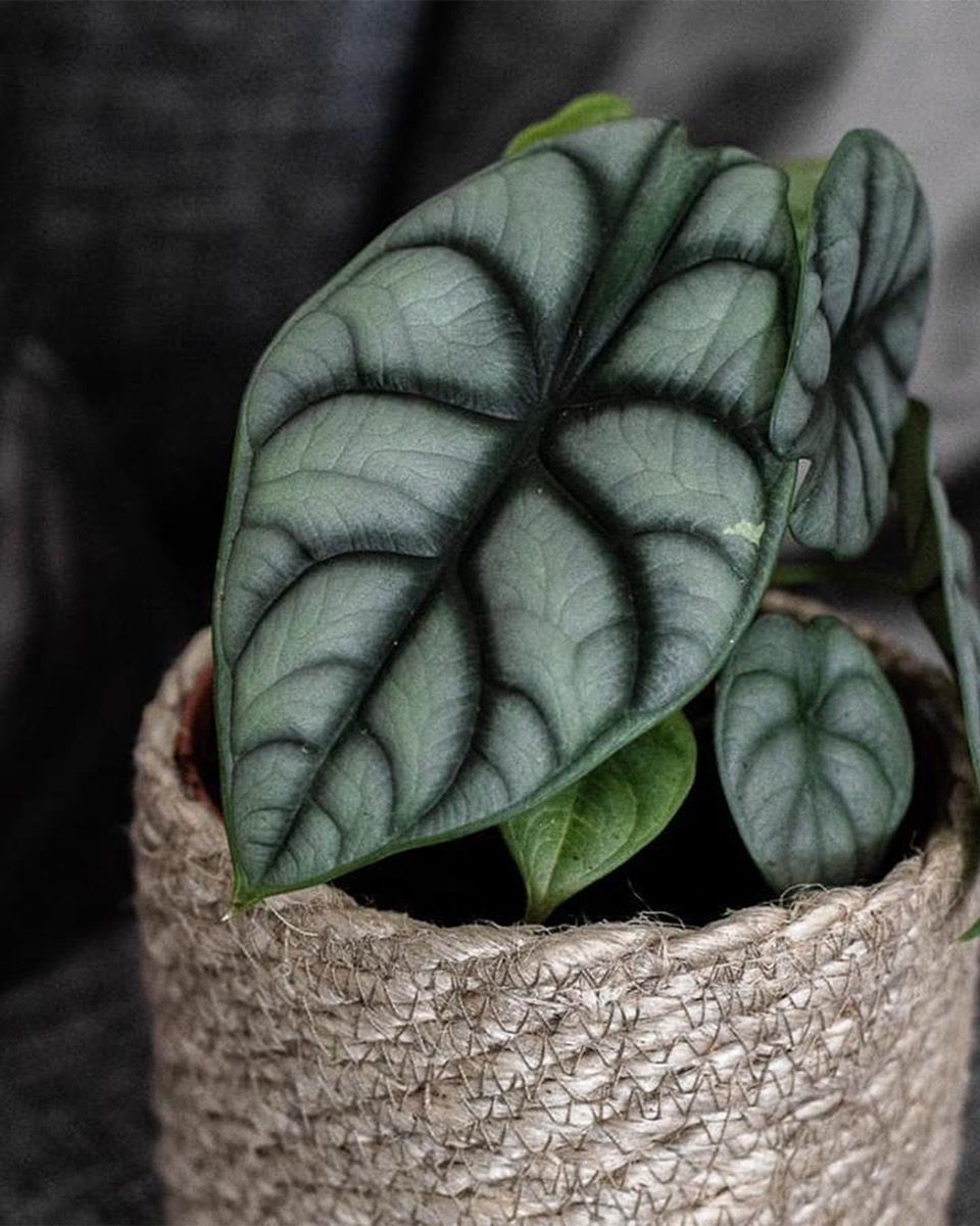 Baby Alocasia Elefantenohr Baginda Silver Dragon