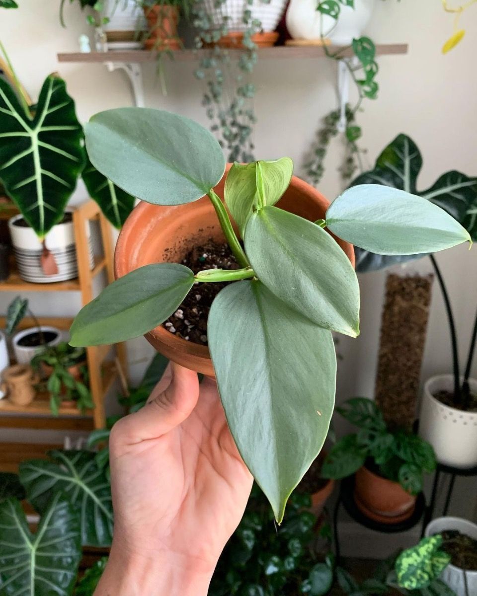 Baby Philodendron Baumfreund Hastatum Silver Sword